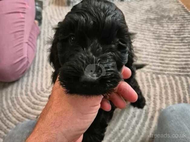 2 black mini cockapoos F1 for sale in Coventry, West Midlands - Image 2