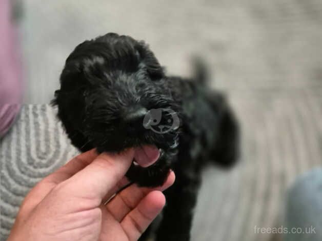 2 black mini cockapoos F1 for sale in Coventry, West Midlands - Image 4