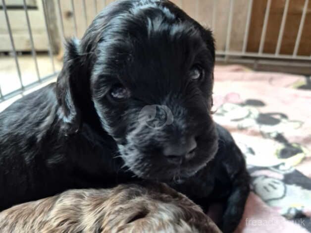 2 black mini cockapoos F1 for sale in Coventry, West Midlands - Image 5