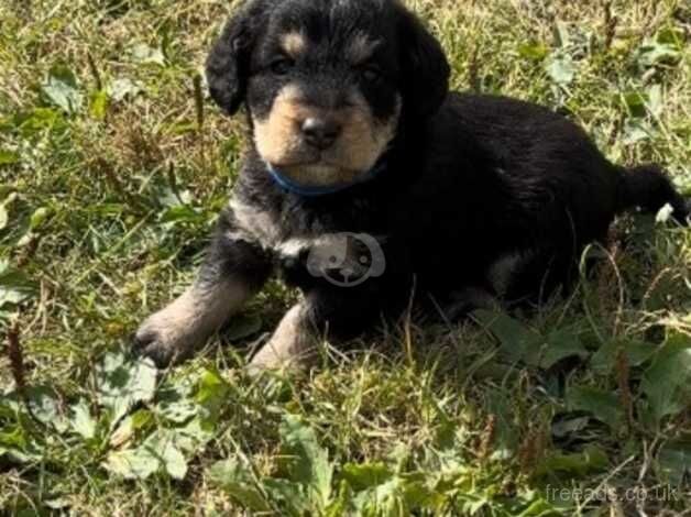 2 Black & Tan Boy Cockapoo Puppies. for sale in Canterbury, Kent