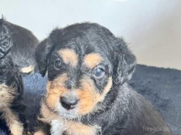 2 Black & Tan Boy Cockapoo Puppies. for sale in Canterbury, Kent - Image 2