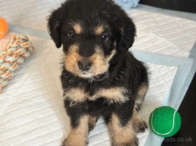 2 Black & Tan Boy Cockapoo Puppies. for sale in Canterbury, Kent - Image 3