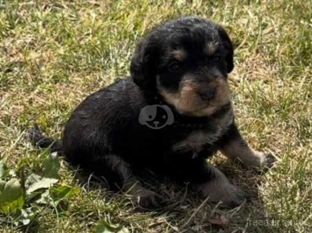 2 Black & Tan Boy Cockapoo Puppies. for sale in Canterbury, Kent - Image 4