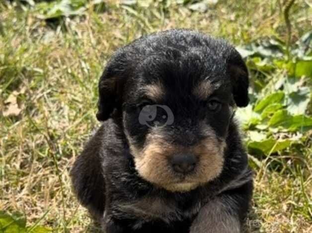 2 Black & Tan Boy Cockapoo Puppies. for sale in Canterbury, Kent - Image 5