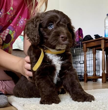 2 boys and 1 girl F2b Cockapoo Puppies left for sale in Herne Bay, Kent - Image 1