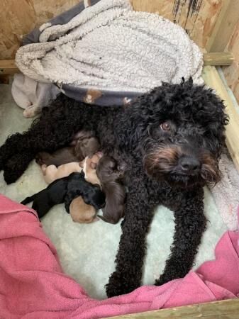 2 boys and 1 girl F2b Cockapoo Puppies left for sale in Herne Bay, Kent - Image 3