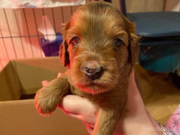 2 BROWN MALE COCKAPOOS AVAILABLE / 5* CARE for sale in Duns, Scottish Borders