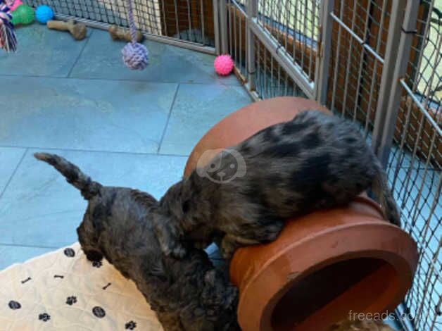 2 BROWN MALE COCKAPOOS AVAILABLE / 5* CARE for sale in Duns, Scottish Borders - Image 4