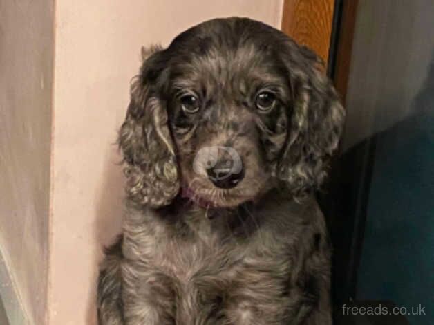 2 BROWN MALE COCKAPOOS AVAILABLE / 5* CARE for sale in Duns, Scottish Borders - Image 5