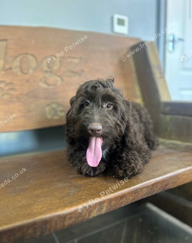 2 chocolate Cockapoo pups for sale in Upwell, Norfolk - Image 2