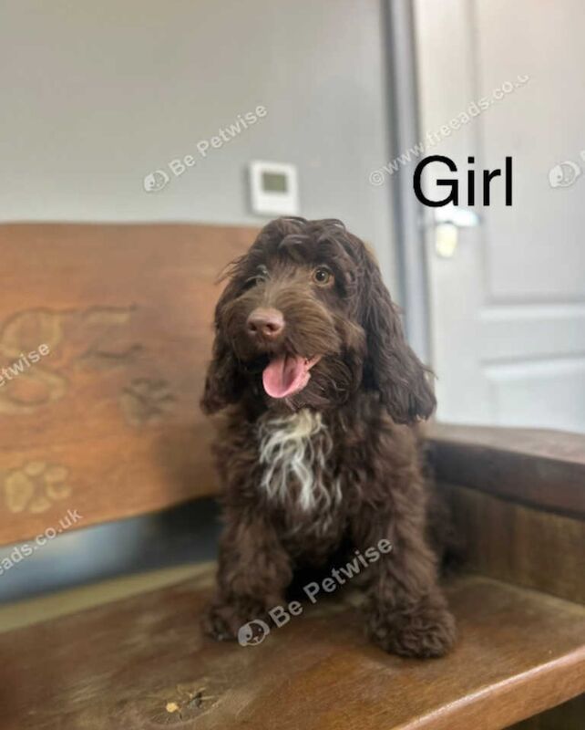 2 chocolate Cockapoo pups for sale in Upwell, Norfolk - Image 3