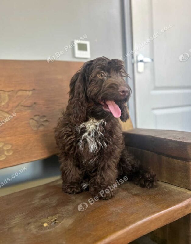 2 chocolate Cockapoo pups for sale in Upwell, Norfolk - Image 4