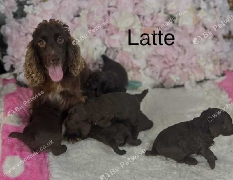 2 chocolate Cockapoo pups for sale in Upwell, Norfolk - Image 5