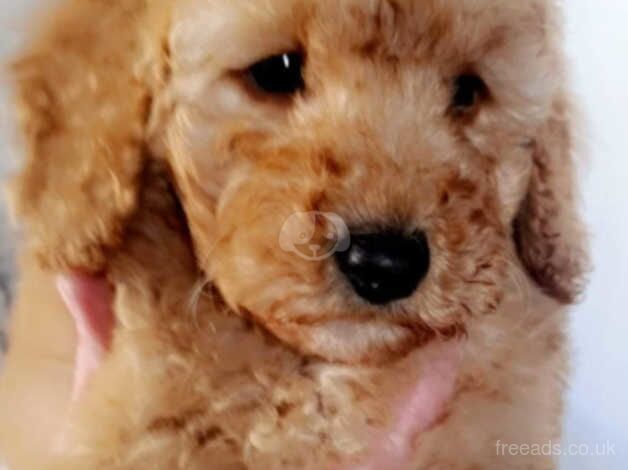 2 cockapoo pups for sale in Armagh, Armagh - Image 1