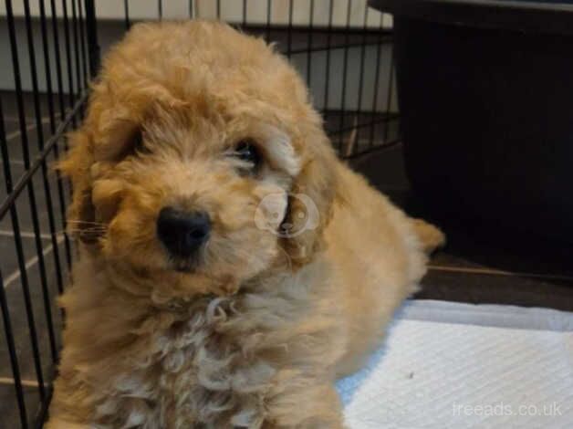 2 cockapoo pups for sale in Armagh, Armagh - Image 2