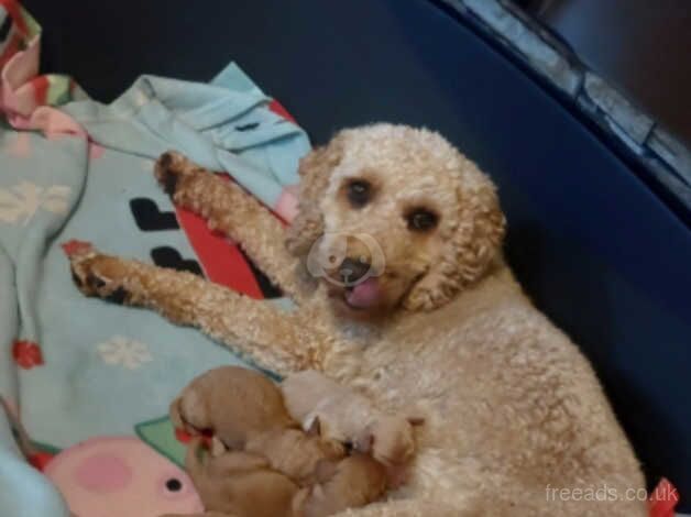 Cockapoo Puppies for sale in Armagh