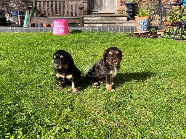 2 Cockapoo x Cocker Spaniel bitches for sale in Taunton, Somerset