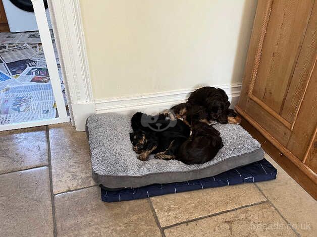 2 Cockapoo x Cocker Spaniel bitches for sale in Taunton, Somerset - Image 2