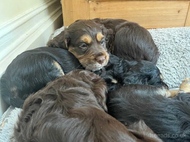 2 Cockapoo x Cocker Spaniel bitches for sale in Taunton, Somerset - Image 3