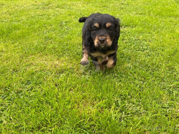 2 Cockapoo x Cocker Spaniel bitches for sale in Taunton, Somerset - Image 4