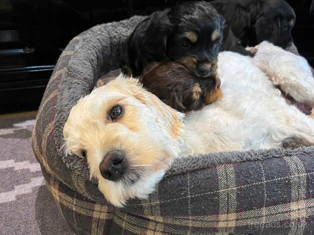 2 Cockapoo x Cocker Spaniel bitches for sale in Taunton, Somerset - Image 5