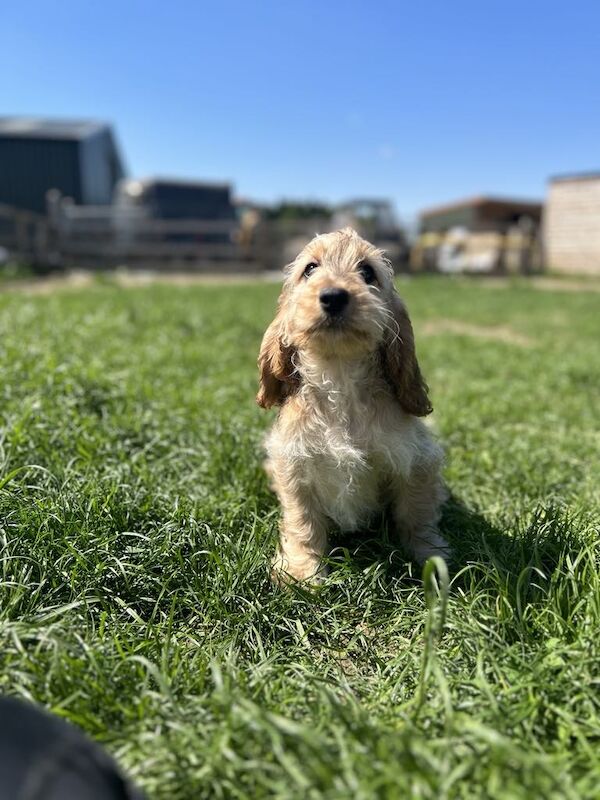 2 f1 Cockapoo puppies for sale in Upwell, Norfolk