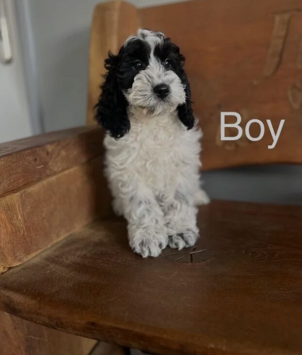 2 f1 Cockapoo puppies for sale in Upwell, Norfolk