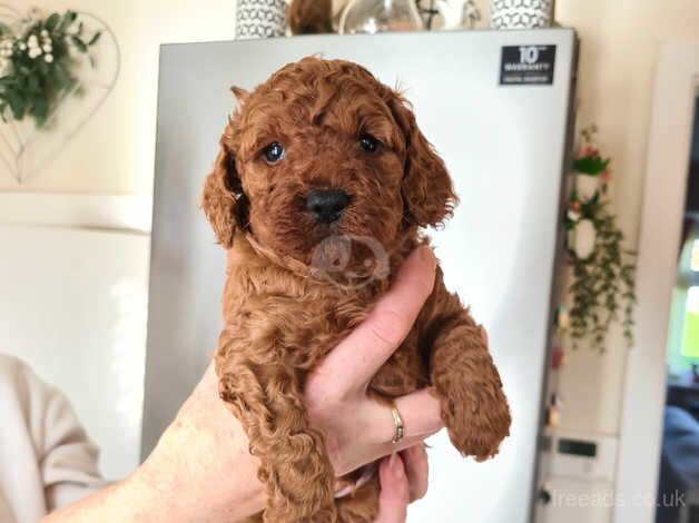 2 FIB MALE COCKERPOOS for sale in Ossett, West Yorkshire - Image 3