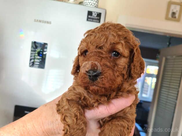 2 FIB MALE COCKERPOOS for sale in Ossett, West Yorkshire - Image 5