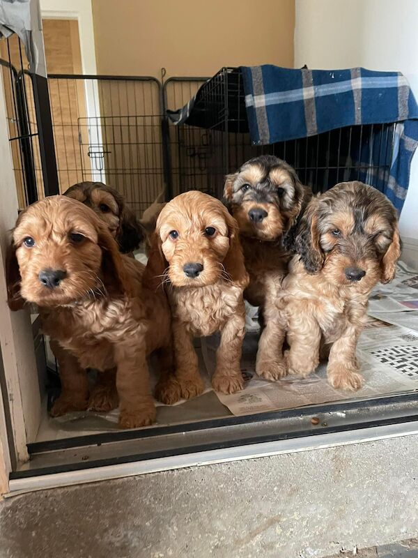 * 2 GIRL COCKAPOOS READY TO LEAVE* for sale in Bedale, North Yorkshire