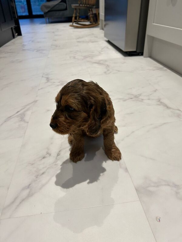 Cockapoo Puppies for sale in North Yorkshire