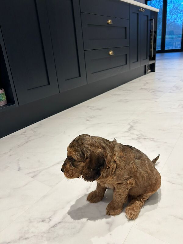 Cockapoo Puppies for sale