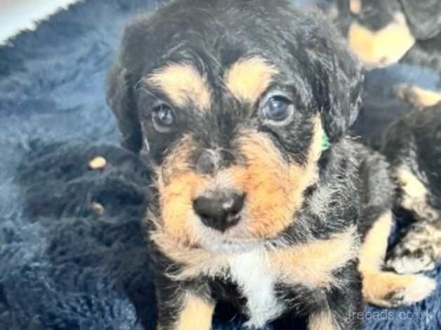 2 gorgeous boy cockapoos for sale in Canterbury, Kent - Image 2