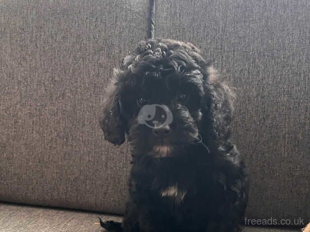 2 Handsome F1b Cockapoo boys for sale in Newcastle upon Tyne, Tyne and Wear