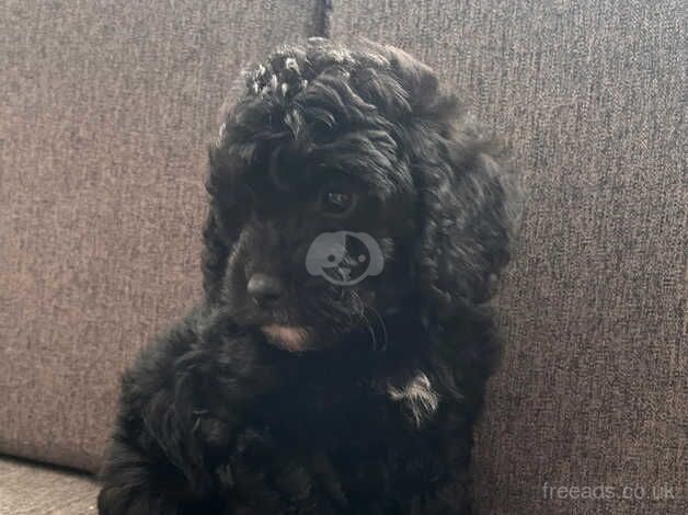 2 Handsome F1b Cockapoo boys for sale in Newcastle upon Tyne, Tyne and Wear - Image 2