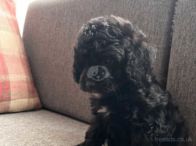 2 Handsome F1b Cockapoo boys for sale in Newcastle upon Tyne, Tyne and Wear - Image 3