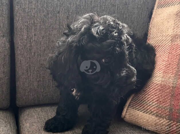 2 Handsome F1b Cockapoo boys for sale in Newcastle upon Tyne, Tyne and Wear - Image 4