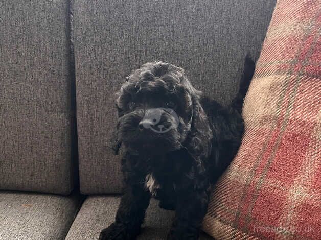 2 Handsome F1b Cockapoo boys for sale in Newcastle upon Tyne, Tyne and Wear - Image 5