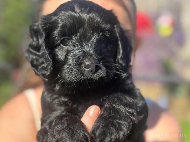 2 male Cockapoo puppies available for sale in Plymouth, Devon