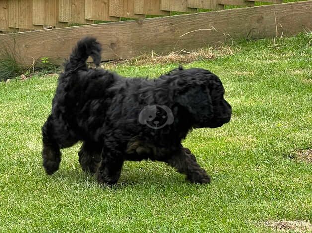 2 male Cockapoo puppies available for sale in Plymouth, Devon - Image 2