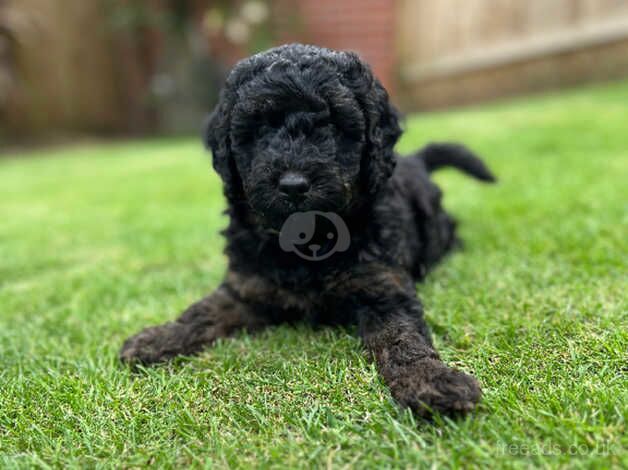 2 male Cockapoo puppies available for sale in Plymouth, Devon - Image 3