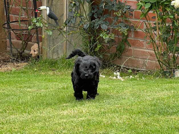 2 male Cockapoo puppies available for sale in Plymouth, Devon - Image 4