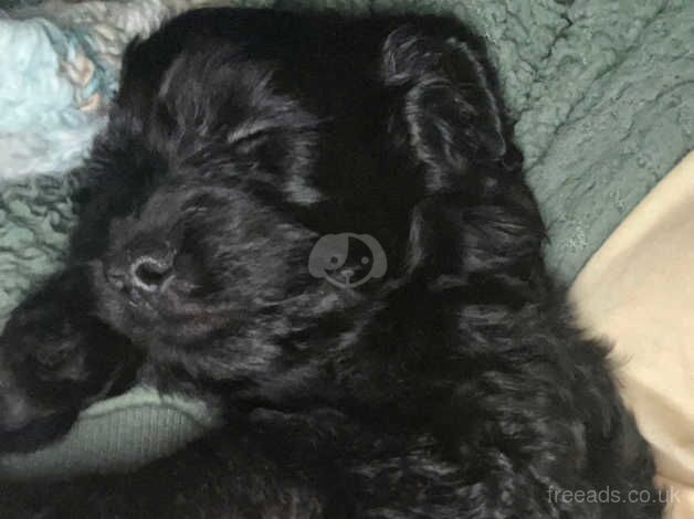 2 male Cockapoo puppies available for sale in Plymouth, Devon - Image 5