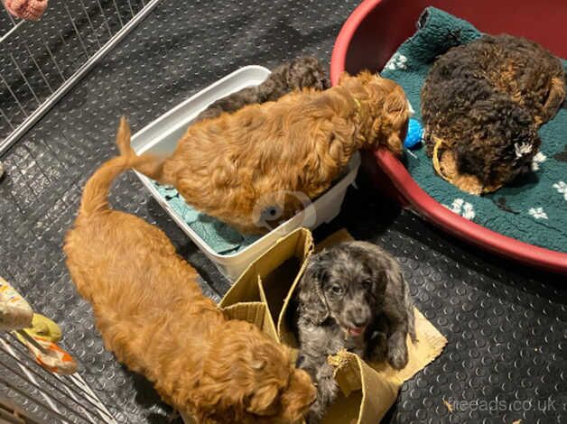 Cockapoo Puppies for sale in Scottish Borders