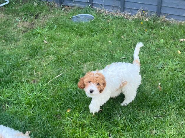 2 puppies ready to go for sale in Walsall, West Midlands