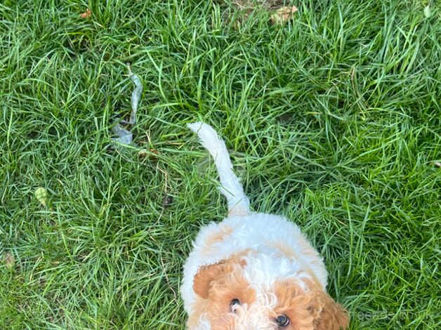 2 puppies ready to go for sale in Walsall, West Midlands - Image 2