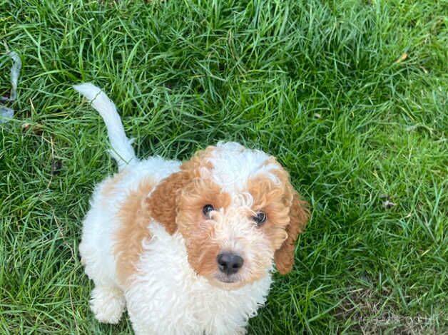 2 puppies ready to go for sale in Walsall, West Midlands - Image 3