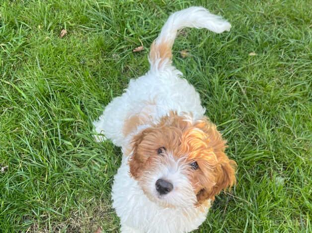 2 puppies ready to go for sale in Walsall, West Midlands - Image 4