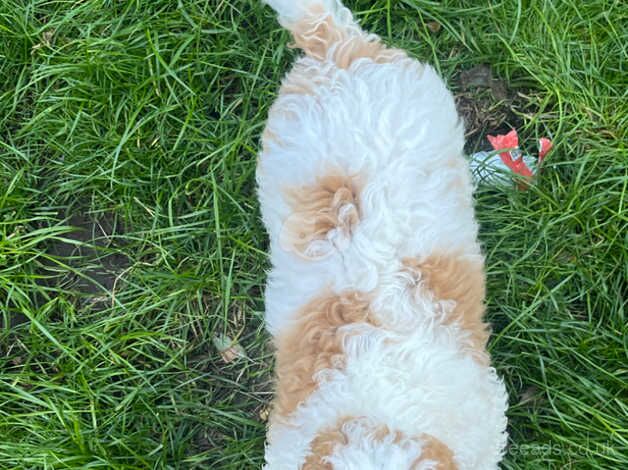 2 puppies ready to go for sale in Walsall, West Midlands - Image 5