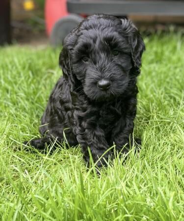 2 Stunning cockapoo puppies, extensively health tested for sale in Simmondley, Derbyshire